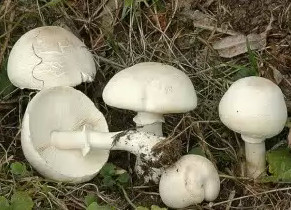   Leucoagaricus leucothites (Lepiota naucina)